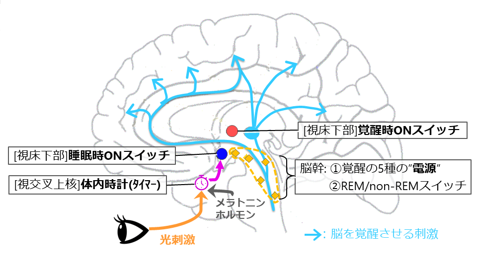 睡眠と覚醒をつかさどるシステムの模式図